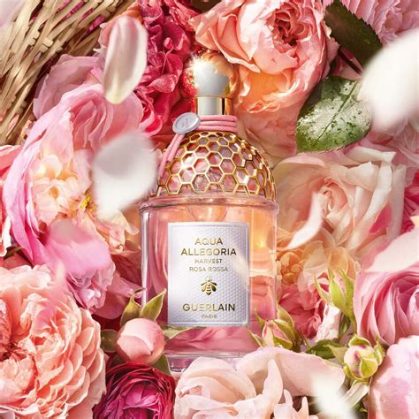 guerlain aqua allegoria forte rosa rossa|aqua allegoria harvest rosa rossa.